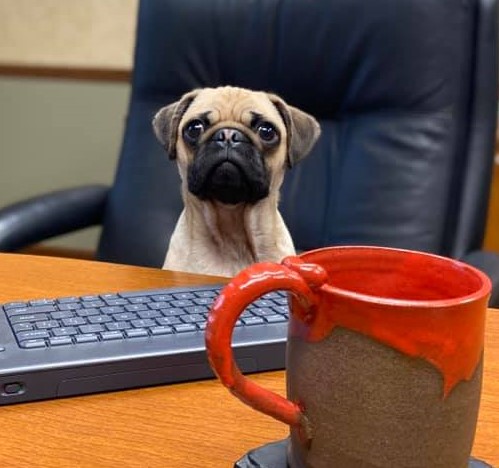 Clancy The Insurance Pug